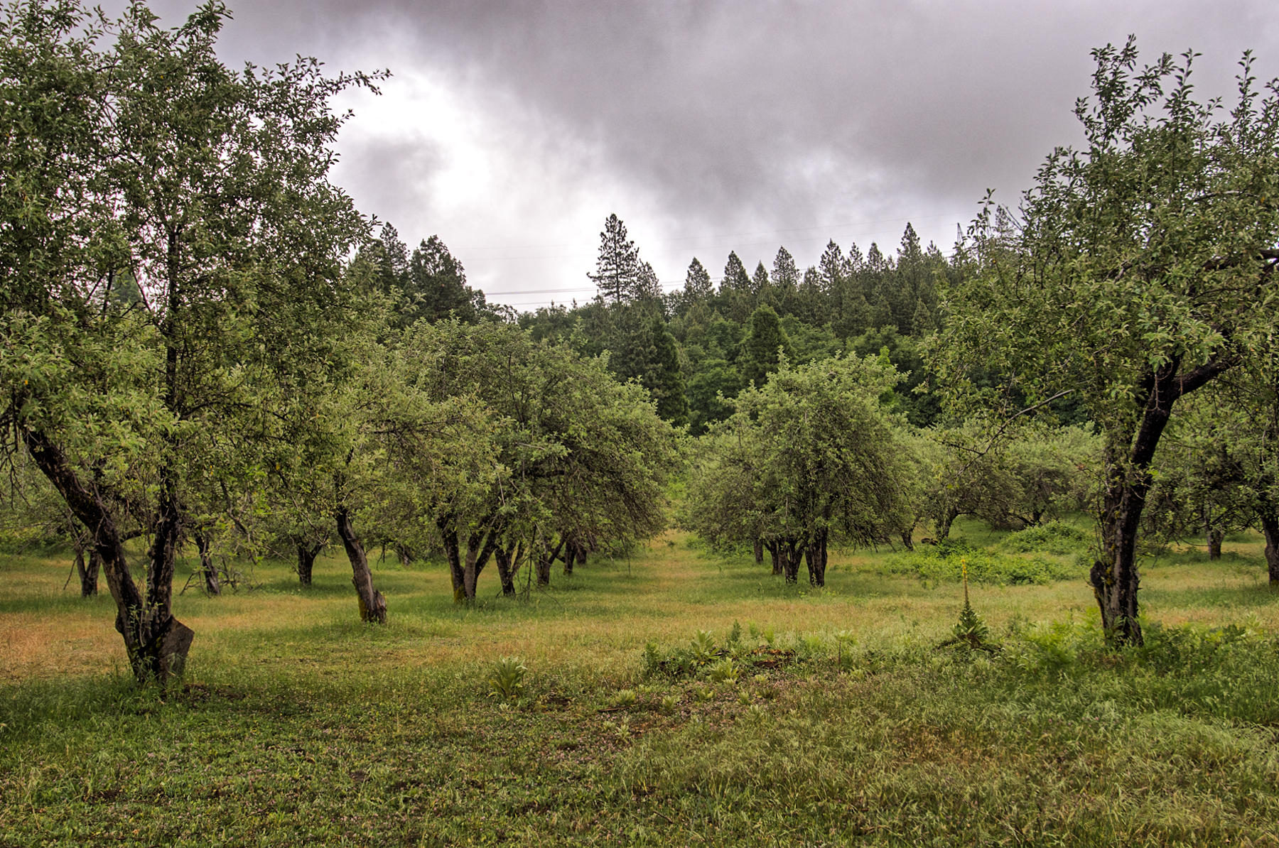 19650 Cove Road Montgomery Creek, CA 96065 - Photo 69 of 70 montgomery crk-170
