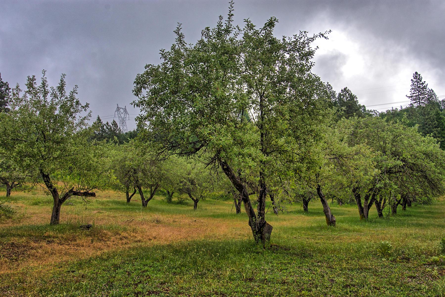 19650 Cove Road Montgomery Creek, CA 96065 - Photo 70 of 70 montgomery crk-171