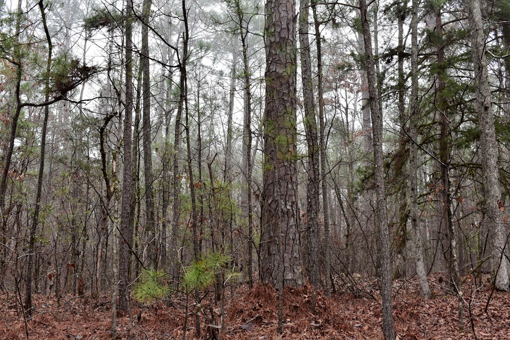 0 Milner Road Shiloh, GA 31826 - Photo 3 of 4 Gallery Image 3