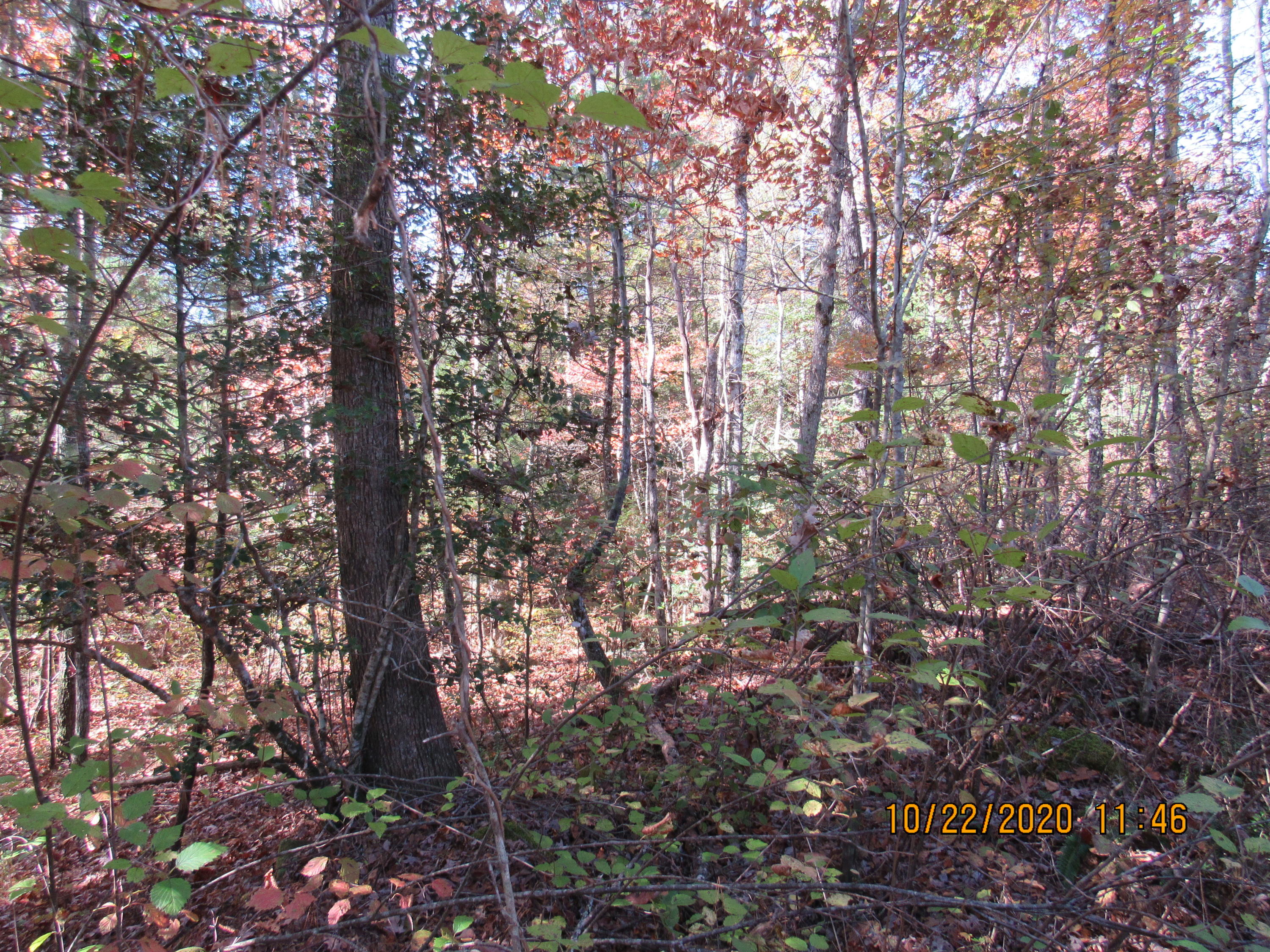 2607 Potters Chapel Road Lancing, TN 37770 - Photo 14 of 20 IMG_2957