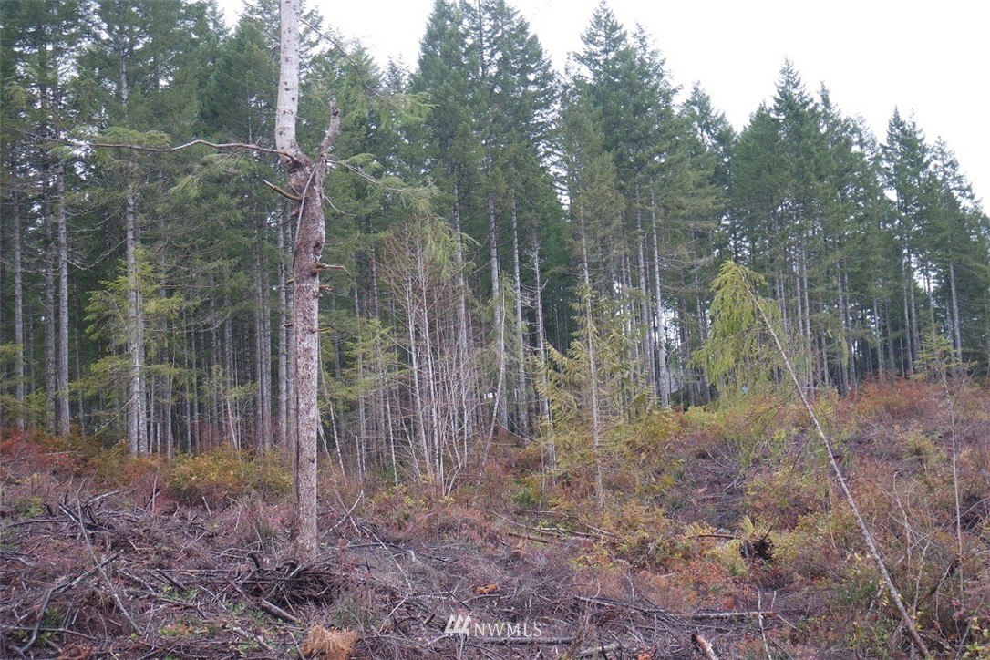0 East Thomas Road Grapeview, WA 98546 - Photo 7 of 25 Gallery Image 7