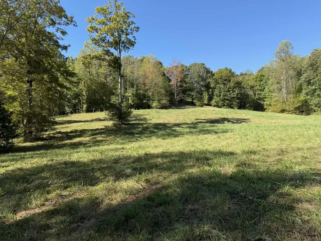 a view of a yard with a tree