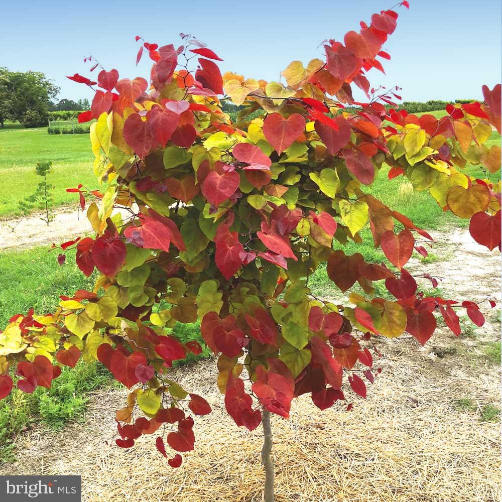 172 Morgantown Road Honey Brook, PA 19344 - Photo 24 of 29 a flower view