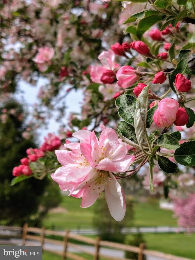 172 Morgantown Road Honey Brook, PA 19344 - Photo 26 of 29 a view of a flower