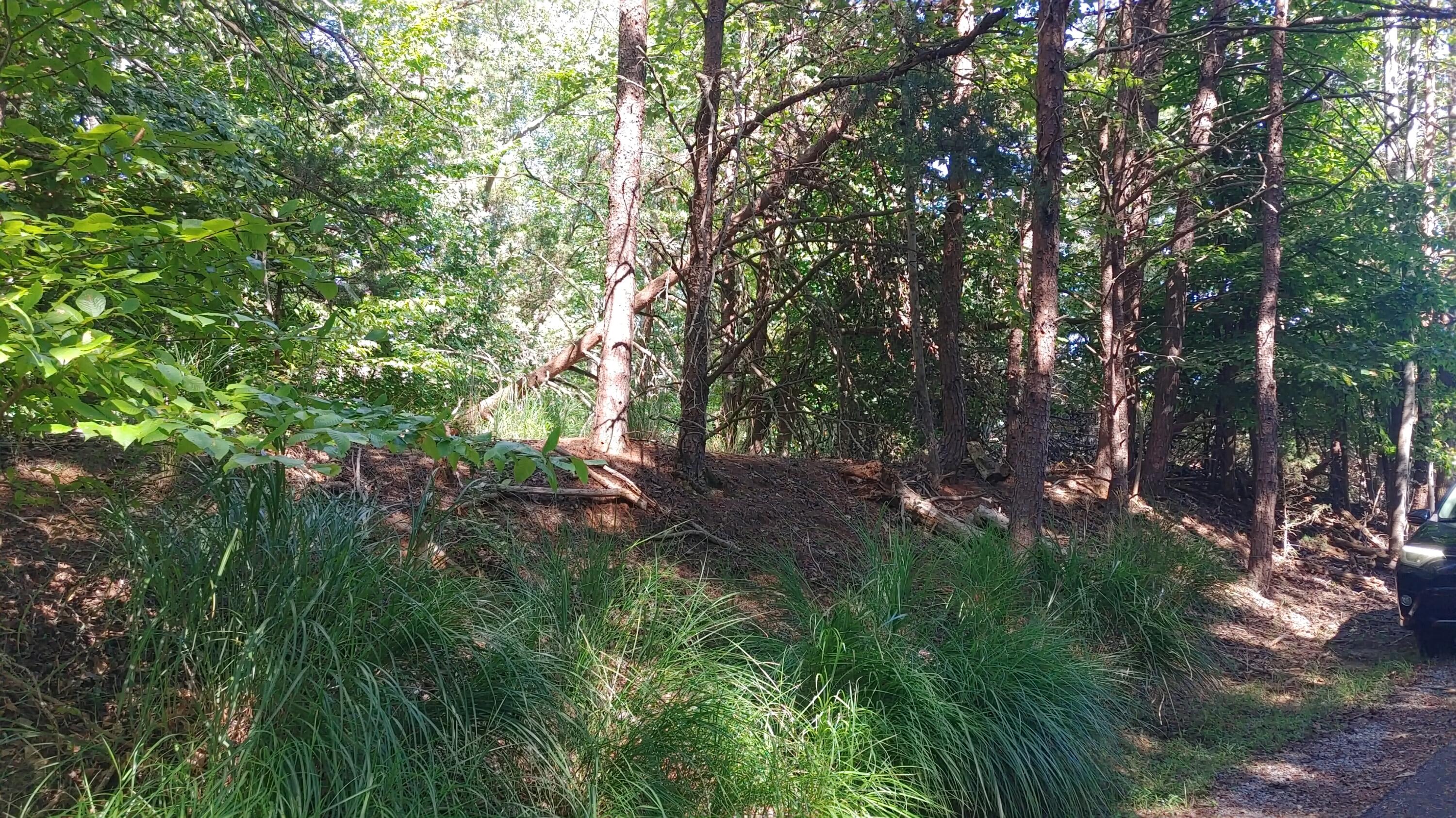 Lot 53 Ridgeway Court Moneta, VA 24121 - Photo 3 of 3 a view of tree