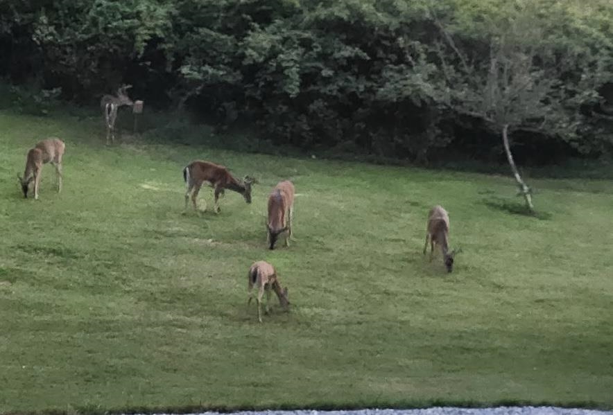 1370 Middlebrook Road Staunton, VA 24401 - Photo 17 of 73