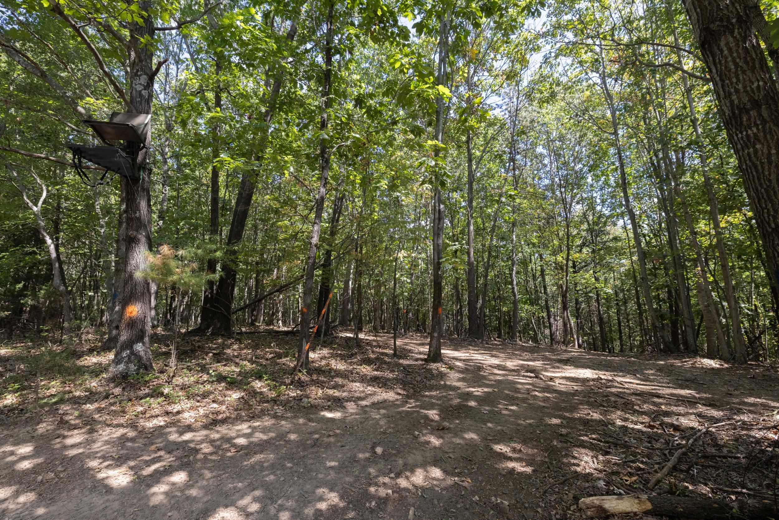 1370 Middlebrook Road Staunton, VA 24401 - Photo 20 of 73 a view of a forest with trees in the background