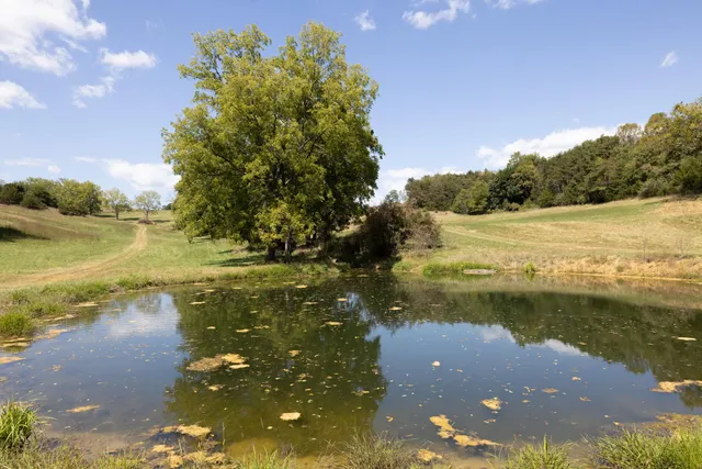 a view of a yard with a tree