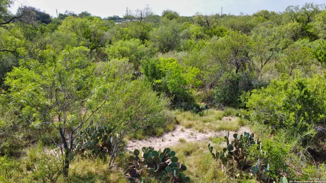 a view of a bunch of trees and bushes