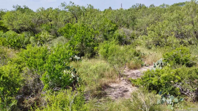 a view of a yard with plants and trees