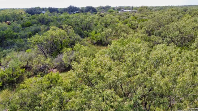 a view of a forest with a street