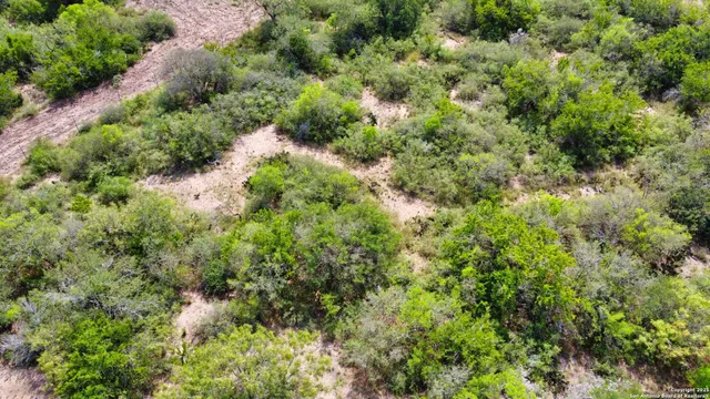 a view of a lush green forest with large trees