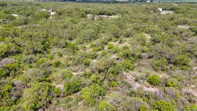 a view of a lush green forest with a tree