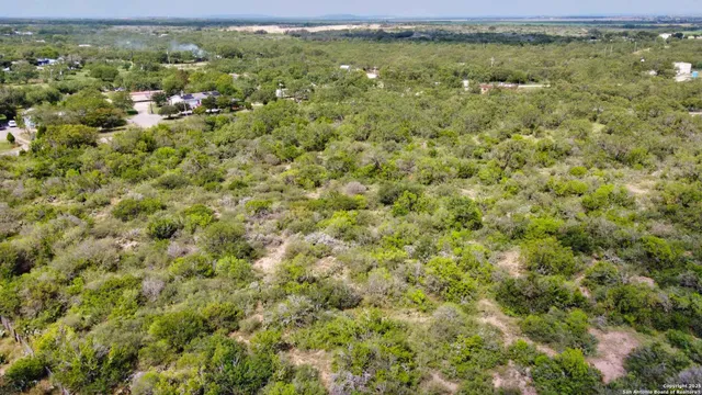 a view of a forest with a tree