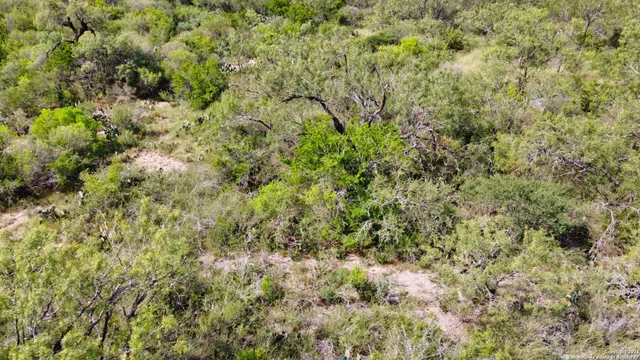 a view of a lush green forest with lots of trees