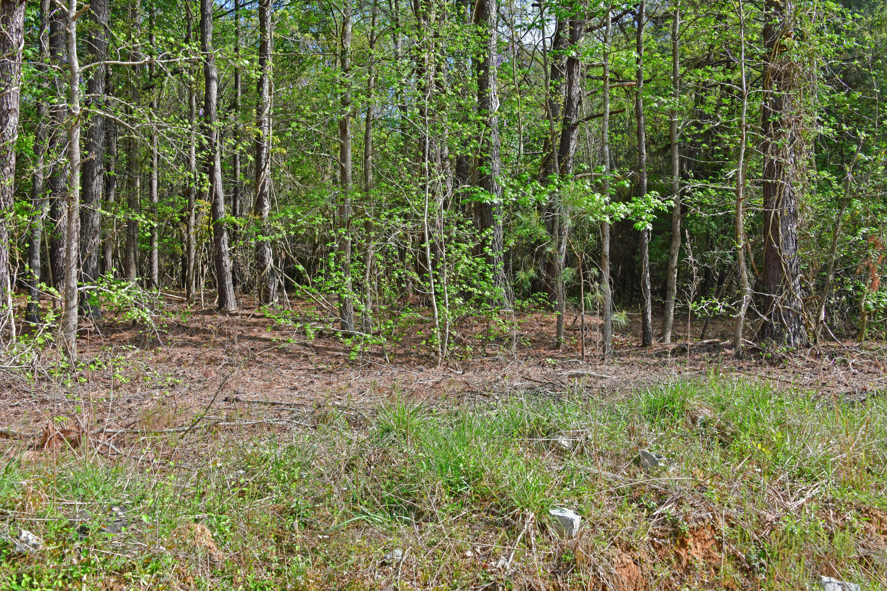 0 Ridgelake(lot 14-b) Circle St. Matthews, SC 29135 - Photo 3 of 4 Ridgelake Cir lot 14B.2