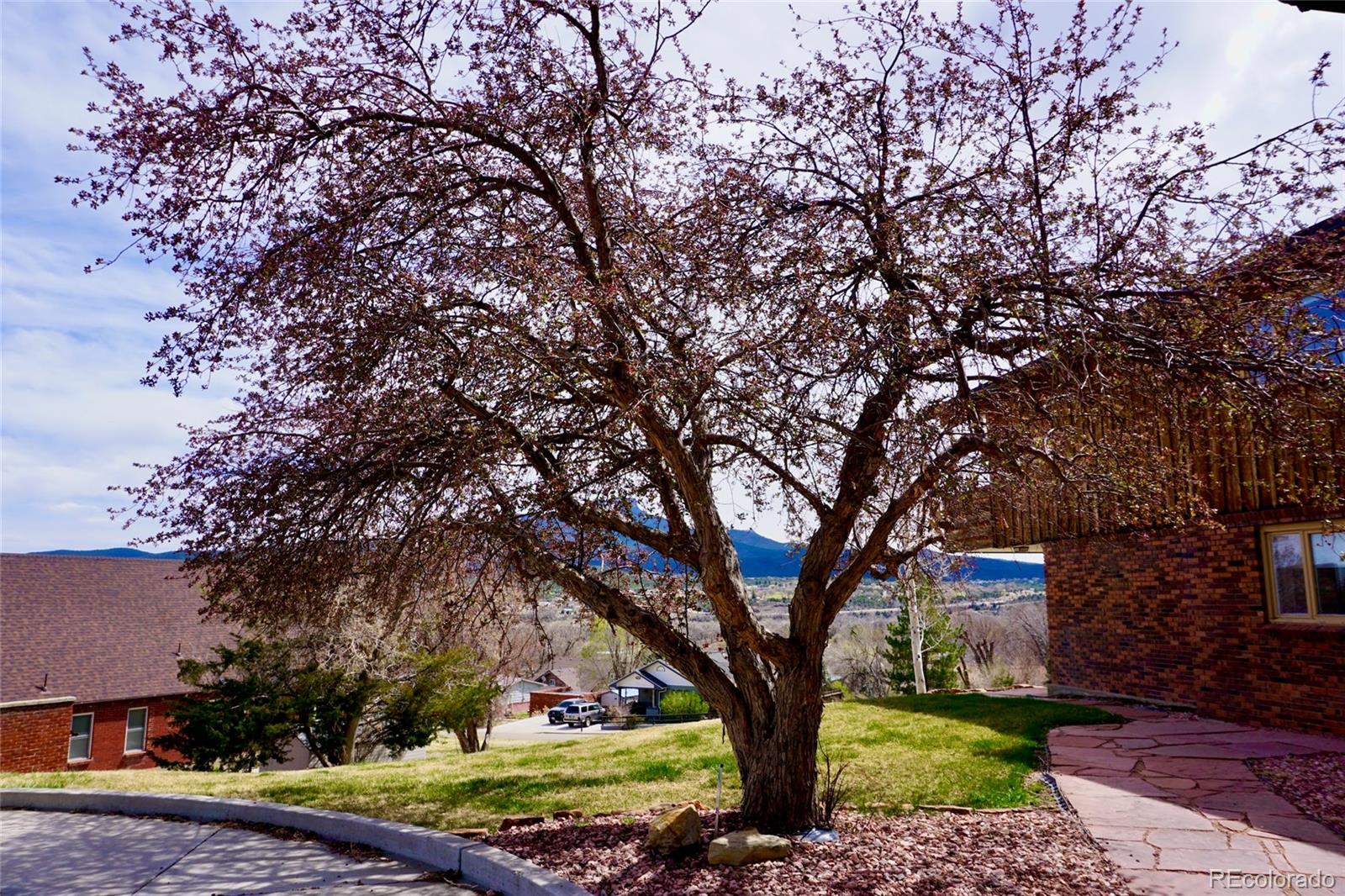 919 Park Street Trinidad, CO 81082 - Photo 10 of 47 a tree in a yard next to a building
