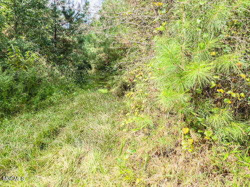 80-ac 80-ac Old Avery Road State Line, MS 39362 - Photo 6 of 8 IMG_3706-2