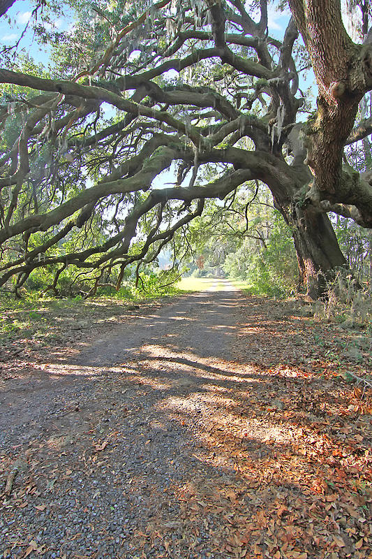 5006 Chisolm Road Johns Island, SC 29455 - Photo 2 of 36 IMG_7388-copy