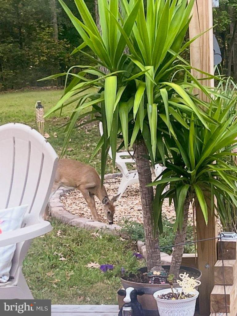 3820 Kump Station Road Taneytown, MD 21787 - Photo 30 of 59 a view of a garden with a tree