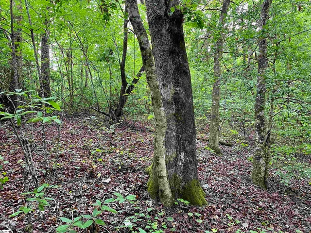 $425,500 | 0 North Little River Road, Salem, SC 29676