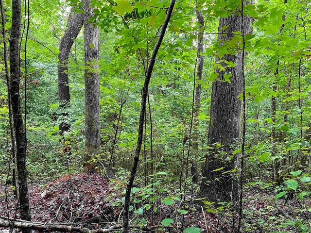 $425,500 | 0 North Little River Road, Salem, SC 29676