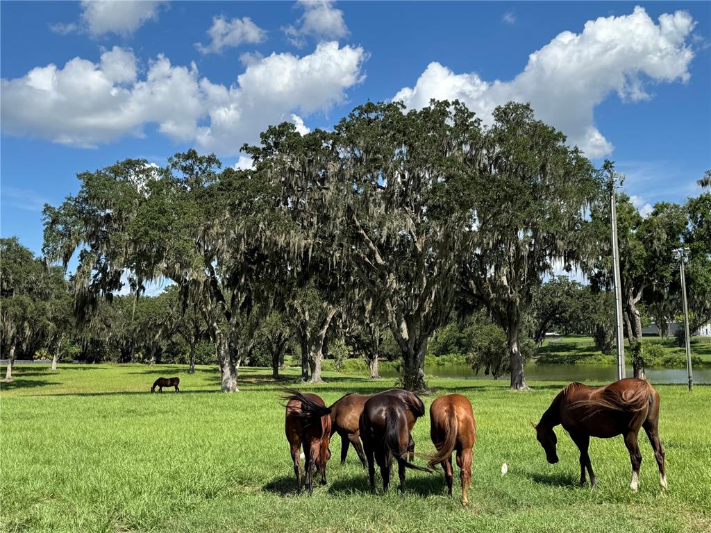 Tbd Se 157th Street Road Summerfield, FL 34491 - Photo 11 of 14 a backyard of a house with table and chairs