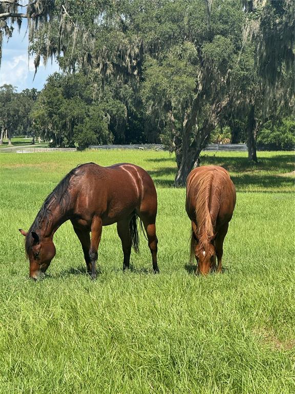 Tbd Se 157th Street Road Summerfield, FL 34491 - Photo 12 of 14 a view of an outdoor space and yard