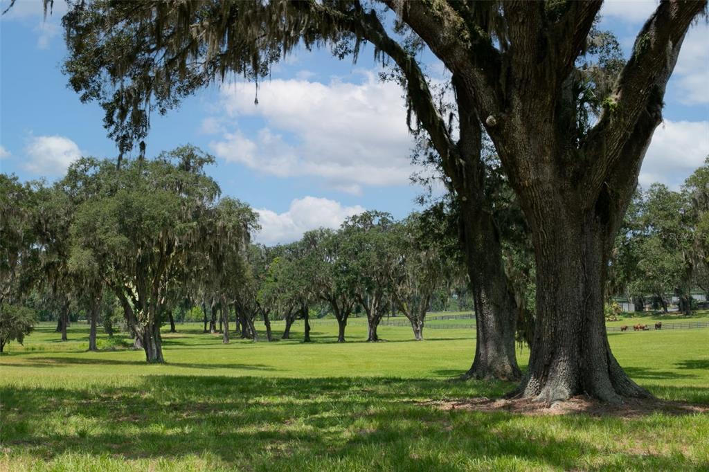 Tbd Se 157th Street Road Summerfield, FL 34491 - Photo 5 of 14 a view of a backyard with large trees