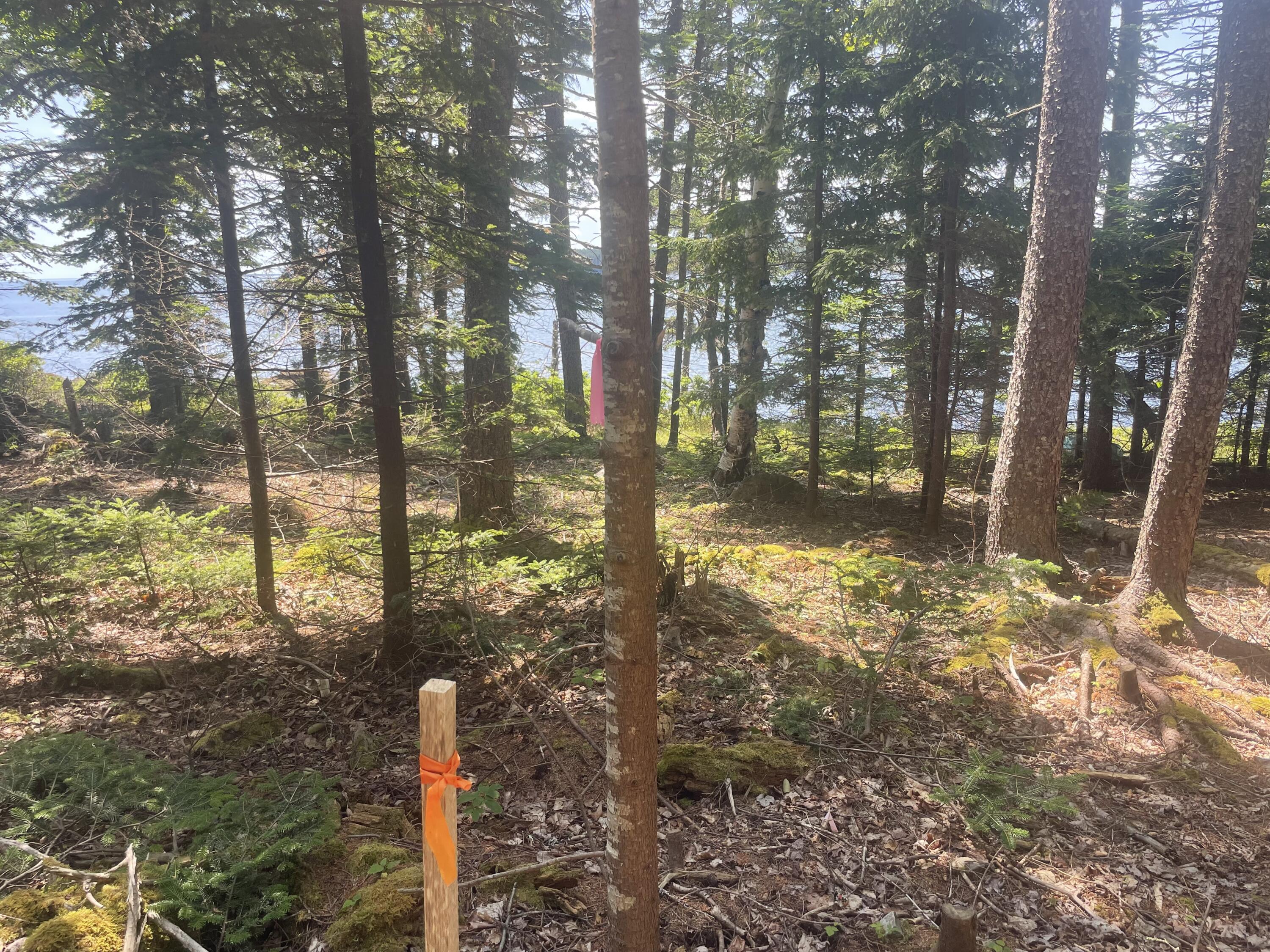 56 Jordan Harbor Road Winter Harbor, ME 04693 - Photo 10 of 12 IMG_3513