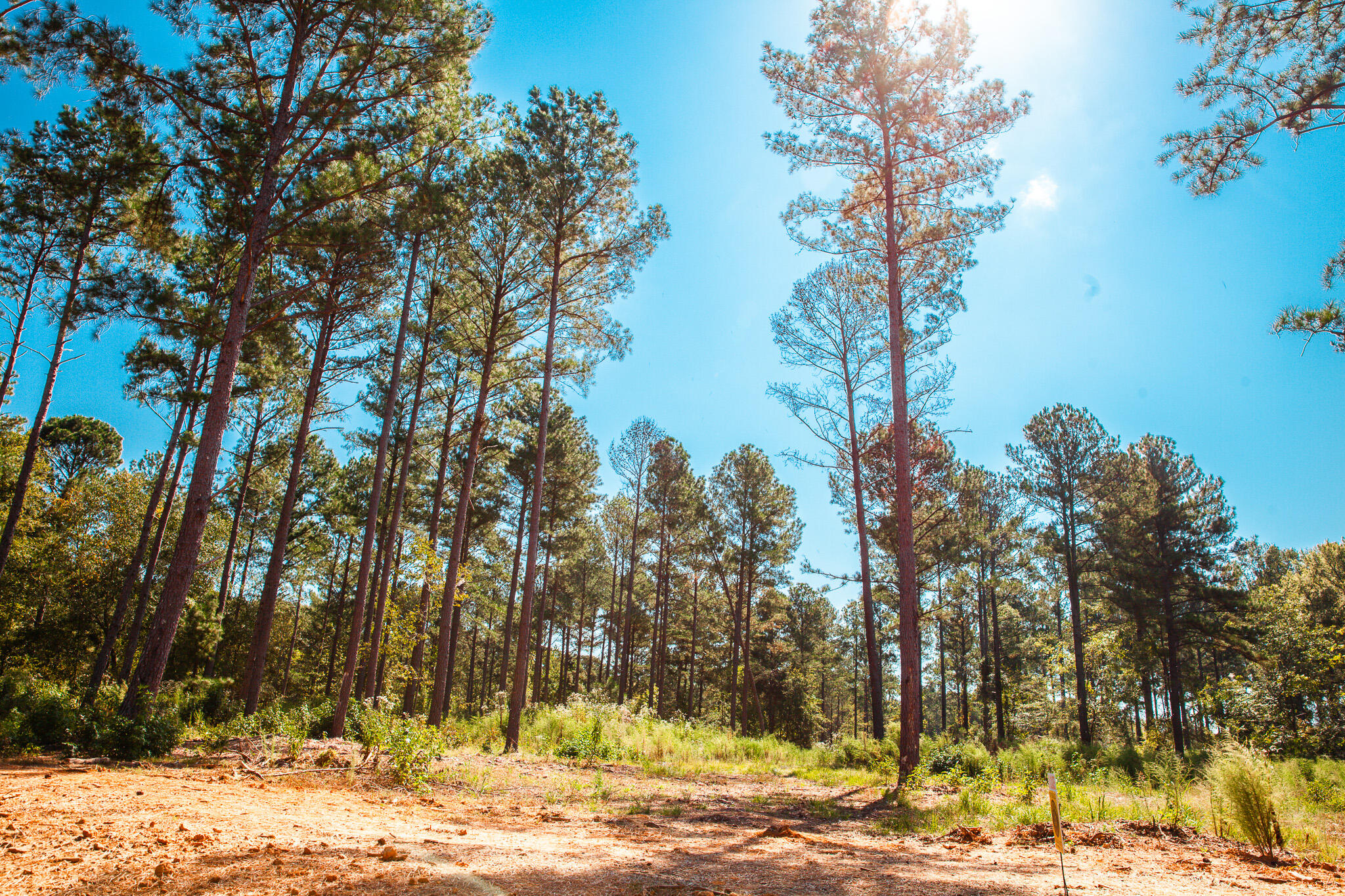 535 Rabbit Pen Drive Appling, GA 30802 - Photo 3 of 9 IMG_4305