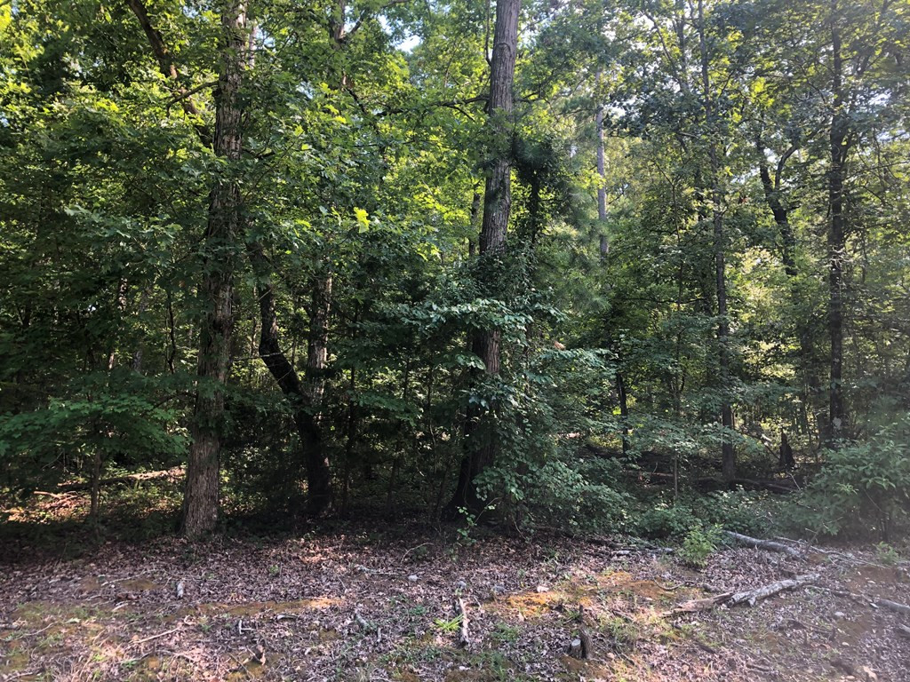 Lot 1 Plantation Point Road Lincolnton, GA 30817 - Photo 4 of 5