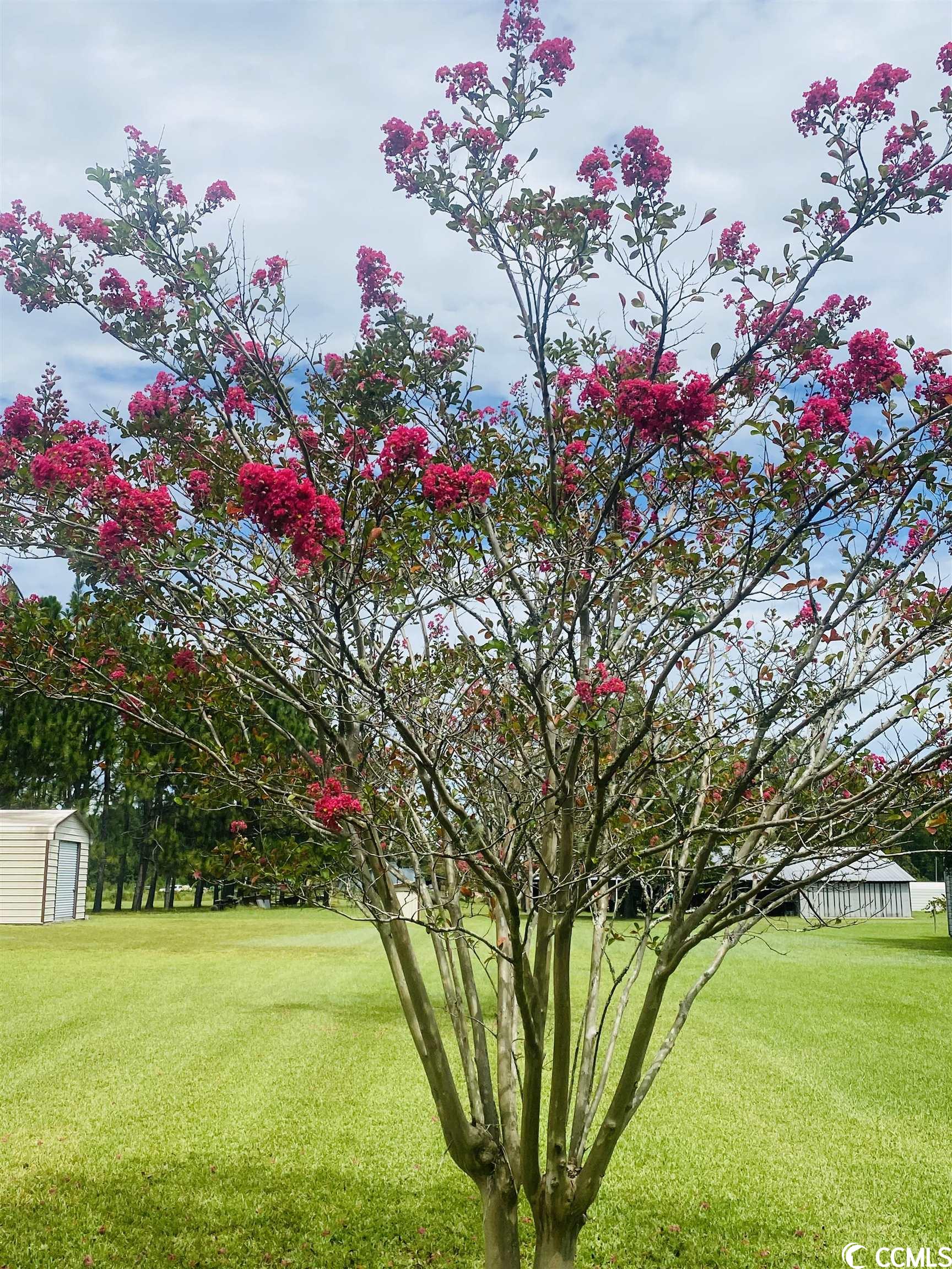 1721 Willard Road Hemingway, SC 29554 - Photo 30 of 33 Gallery Image 30