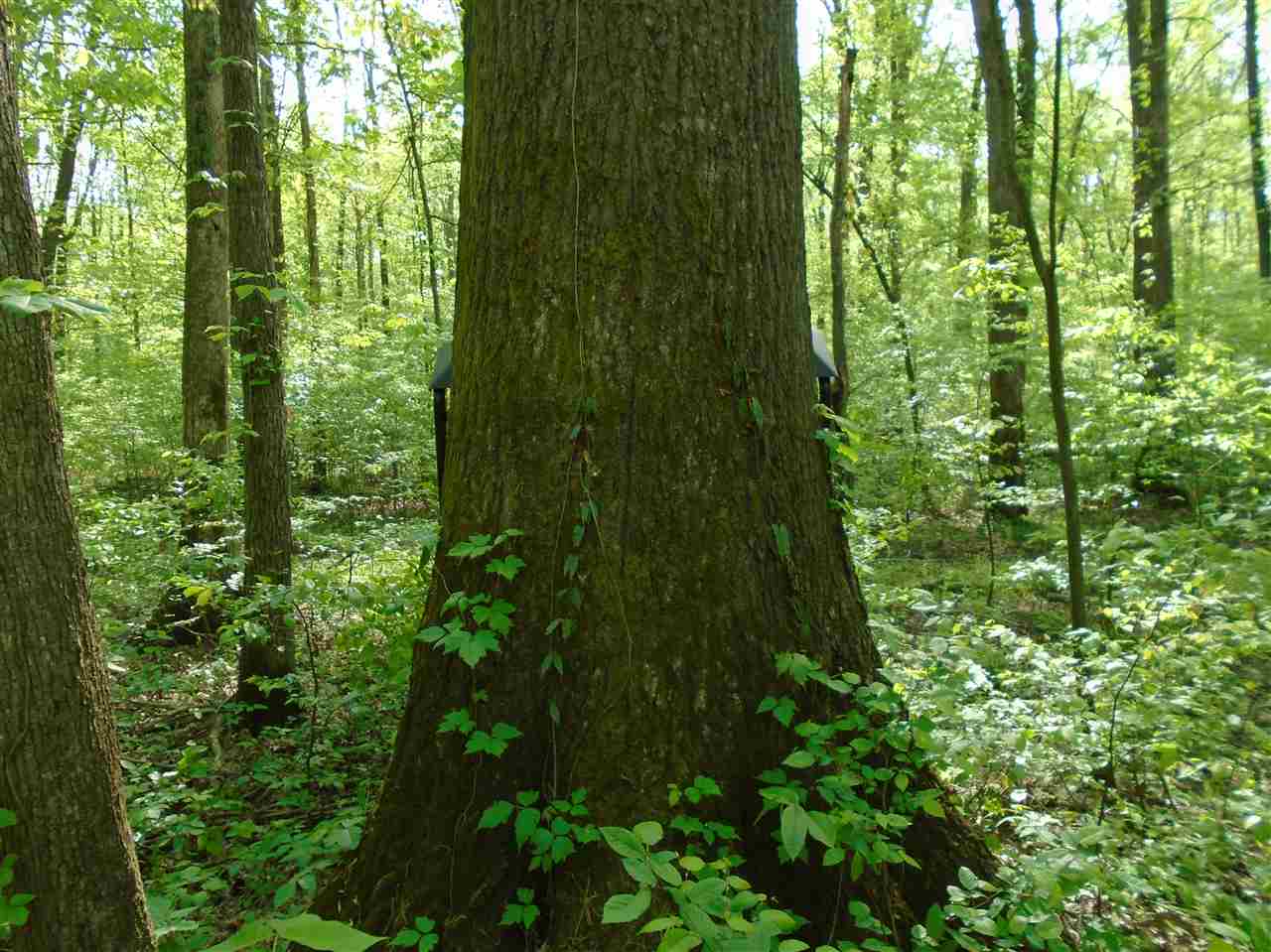 0 Green River Road Rochester, KY 42273 - Photo 28 of 35 Gallery Image 28