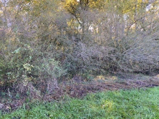 853 Cortner Road Normandy, TN 37360 - Photo 12 of 51 a view of a yard with a tree