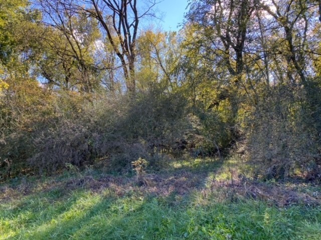 853 Cortner Road Normandy, TN 37360 - Photo 14 of 51 a view of a forest that has large trees