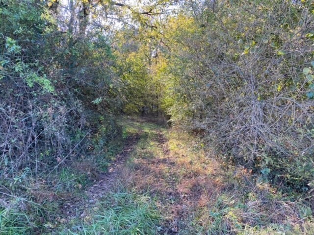 853 Cortner Road Normandy, TN 37360 - Photo 17 of 51 a view of a forest with trees in the background