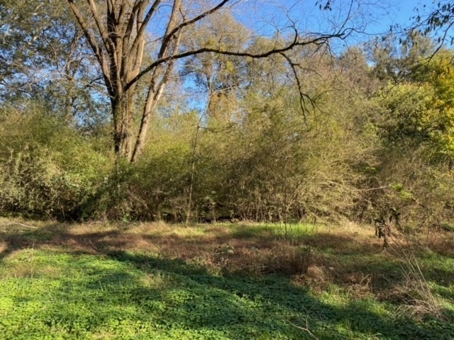 853 Cortner Road Normandy, TN 37360 - Photo 35 of 51 a view of a yard with large trees