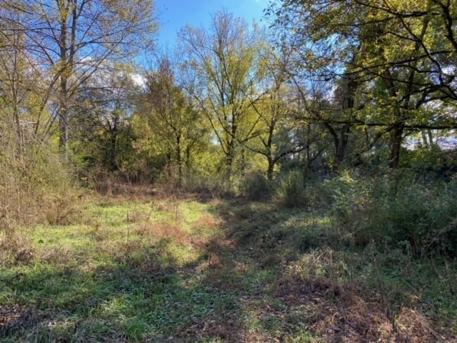 853 Cortner Road Normandy, TN 37360 - Photo 36 of 51 a view of a yard with plants and trees
