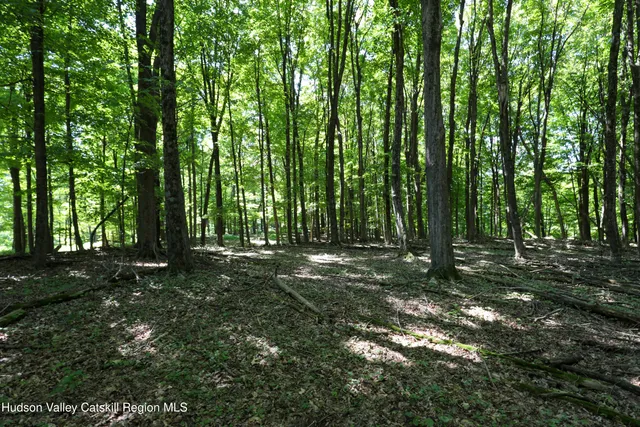 a view of a forest with trees in the background