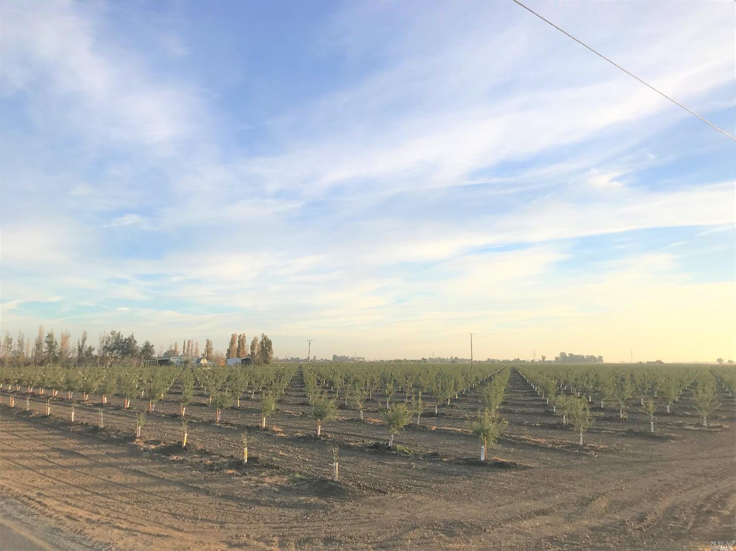 5689 Fry Road Vacaville, CA 95687 - Photo 1 of 1 Almond Orchard at Fry Road Entry