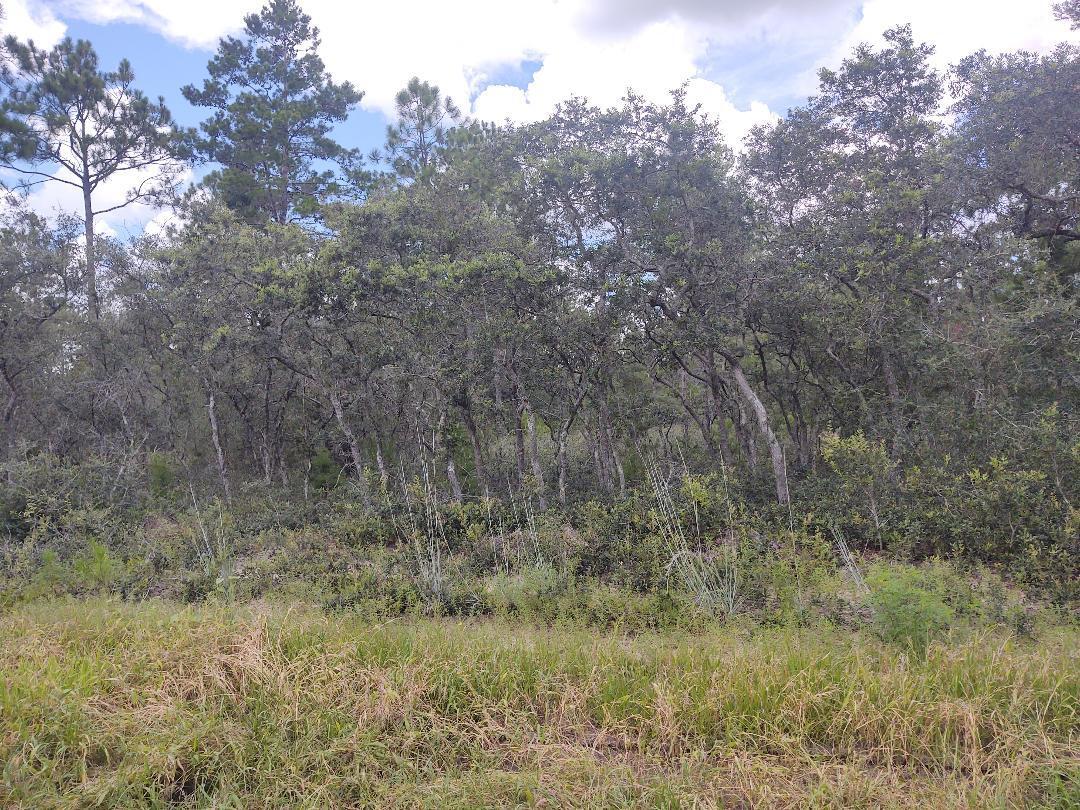 Xx Don Graff Road Freeport, FL 32439 - Photo 1 of 3 a view of a dry yard with trees