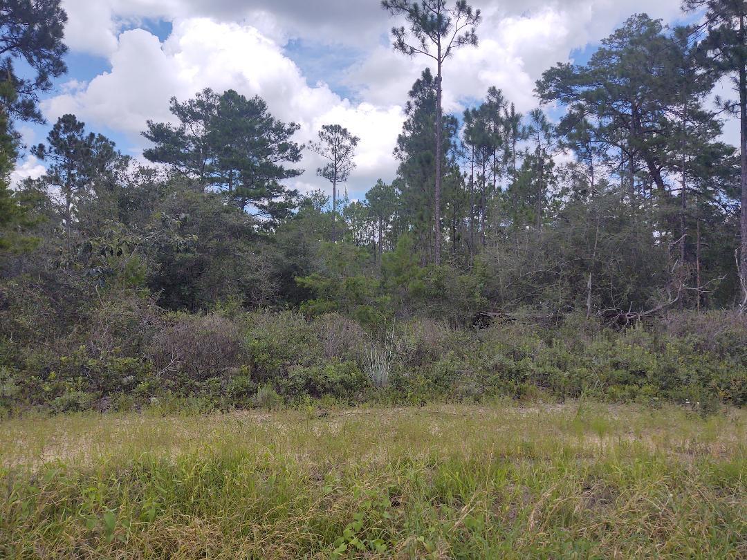 Xx Don Graff Road Freeport, FL 32439 - Photo 2 of 3 a view of a field of grass and trees