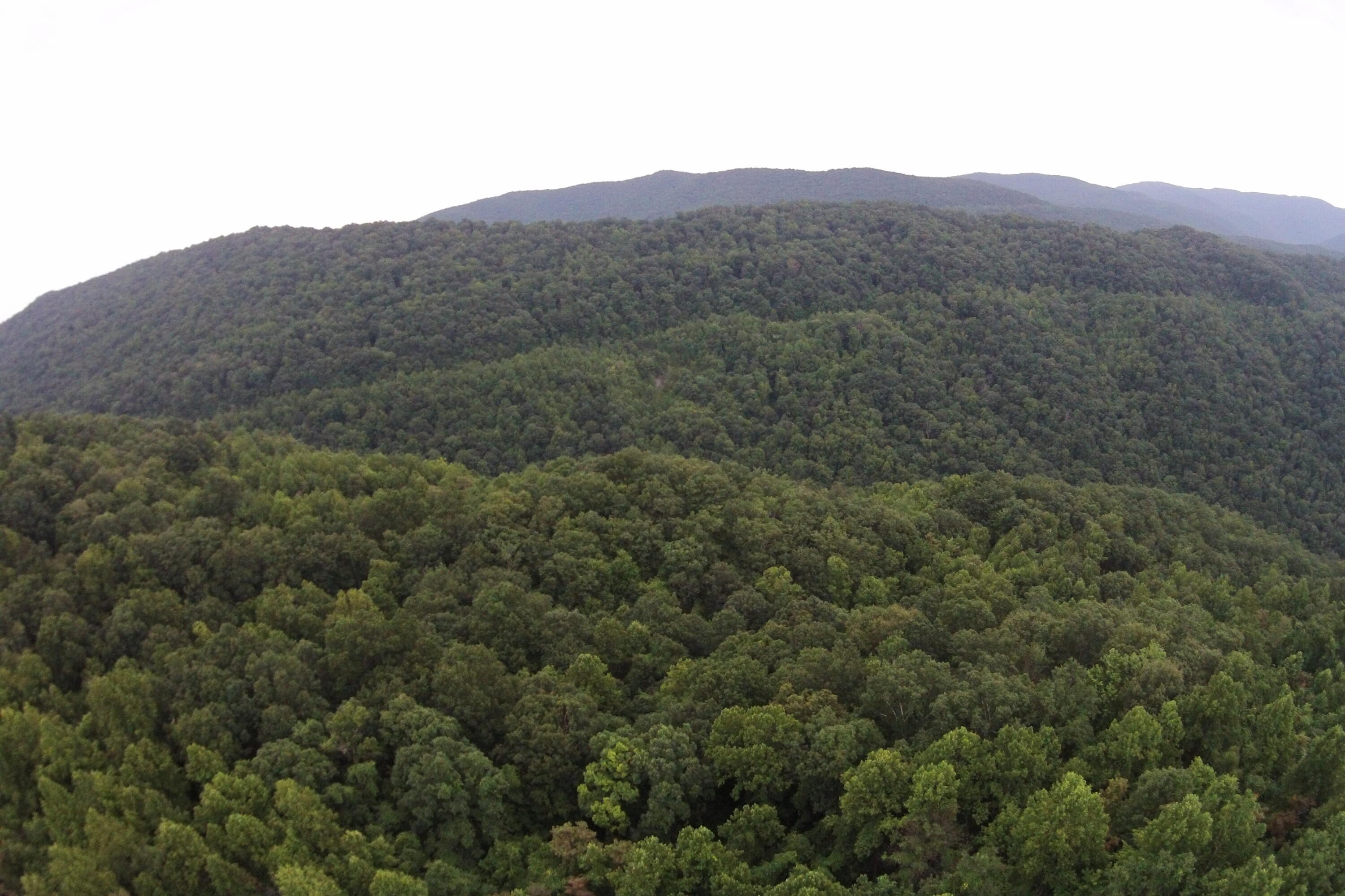 1 Straight Fork Road, Unit TRACT 1 Huntsville, TN 37756 - Photo 11 of 25 Aerial View 11