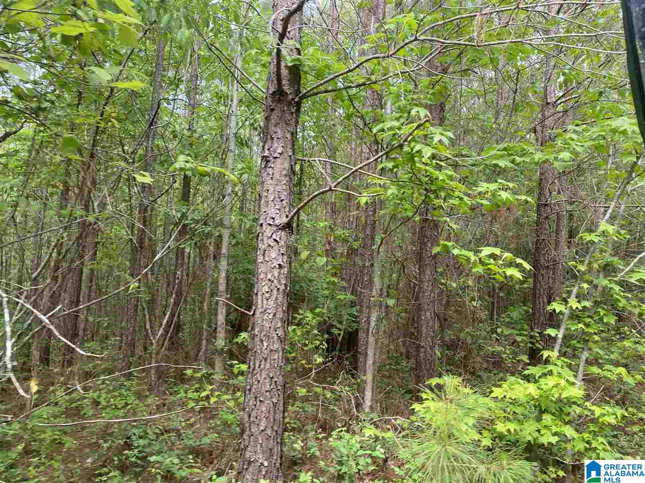 513 County Road, Unit 212 Woodland, AL 36280 - Photo 2 of 6