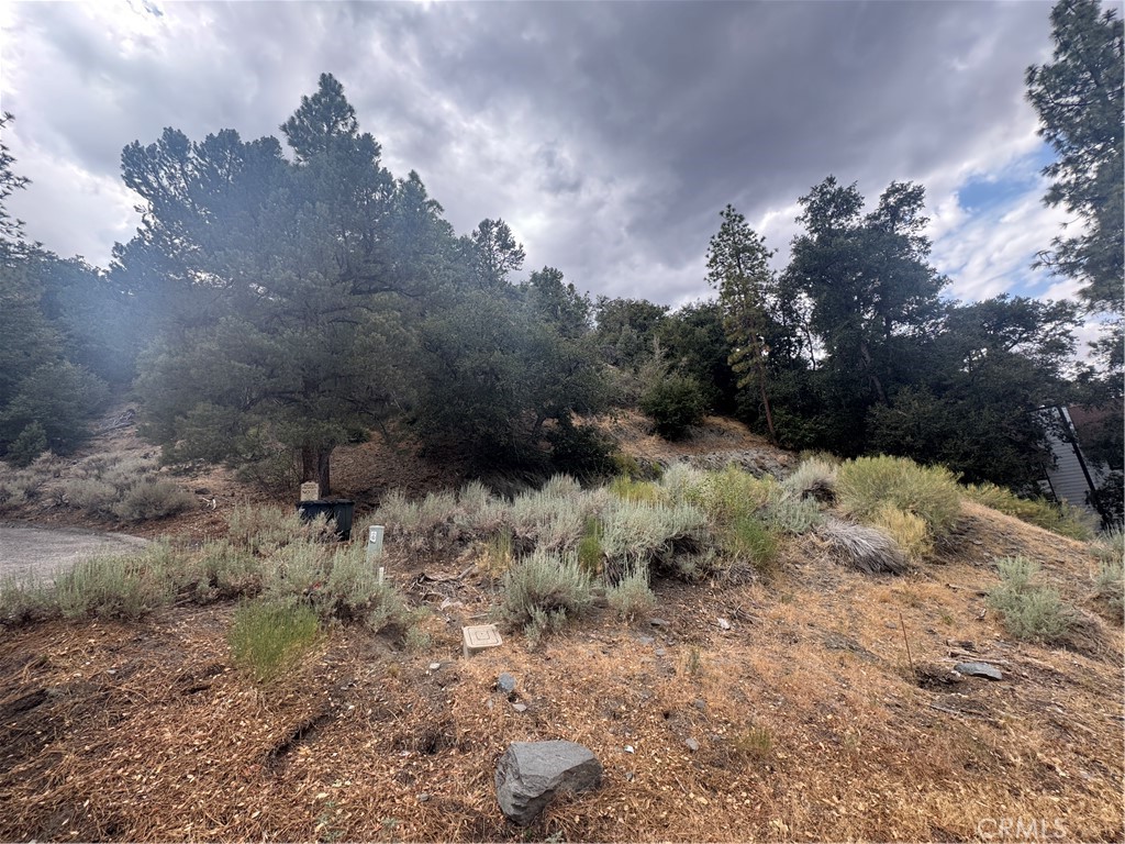 1772 Ash Road Wrightwood, CA 92397 - Photo 4 of 6 a view of a forest with a tree
