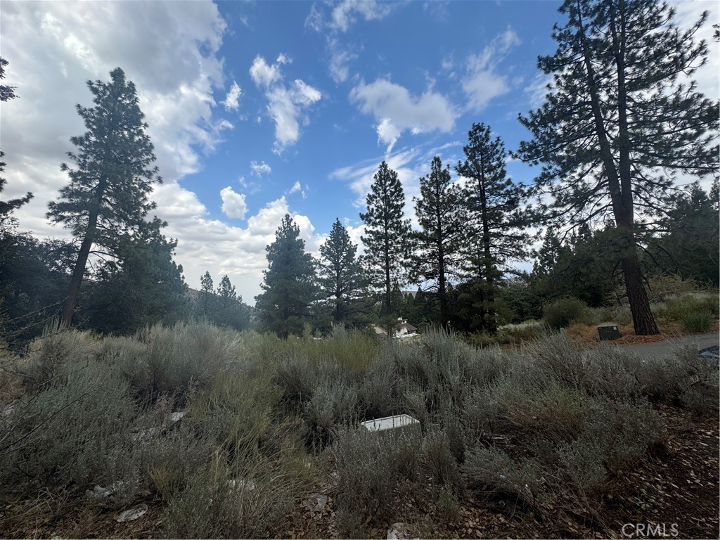 1772 Ash Road Wrightwood, CA 92397 - Photo 5 of 6 a view of a lot of trees