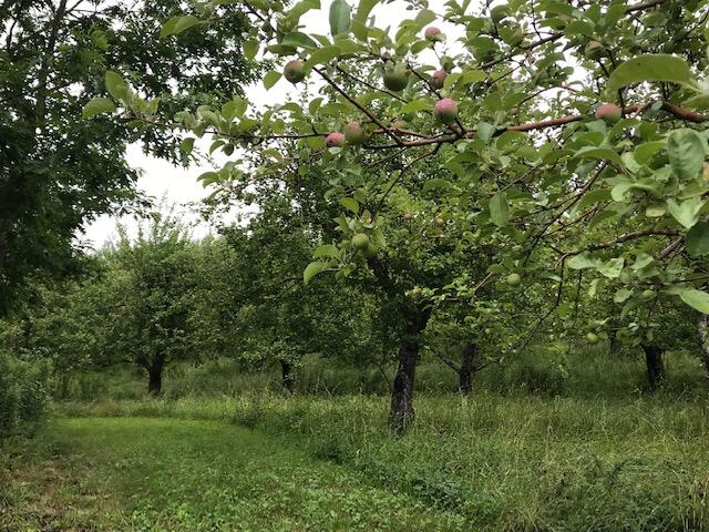 0 Parsonsfield Road Limerick, ME 04048 - Photo 17 of 38 IMG_5897