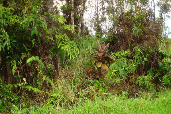 1083 Molokai Road Pahoa, HI 96778 - Photo 3 of 6 Gallery Image 3
