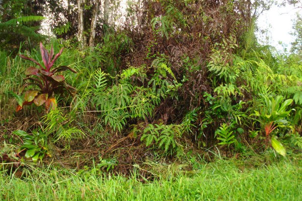 1083 Molokai Road Pahoa, HI 96778 - Photo 5 of 6 Gallery Image 5